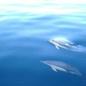 19 Richard George  Dolphin Duo